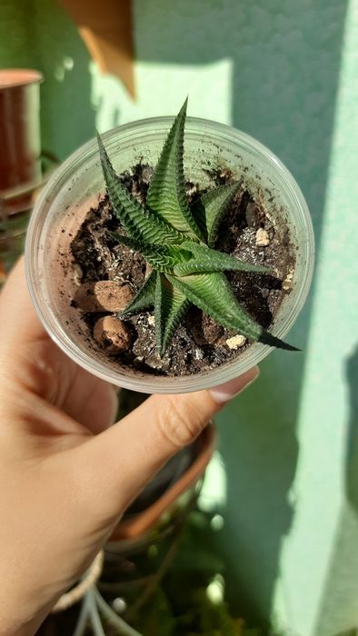 Хавортія Haworthia Limifolia