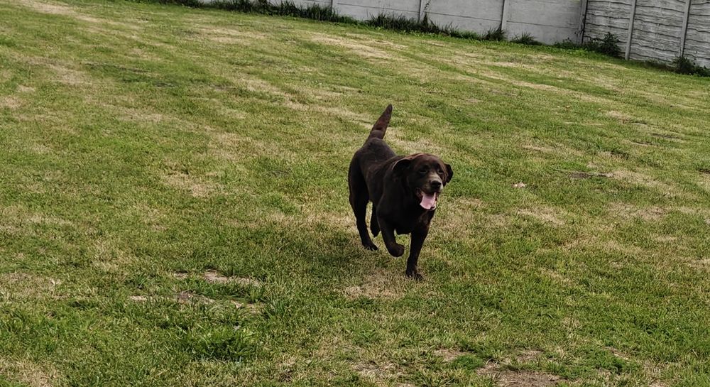 Oddam samca Labrador Czekoladowy