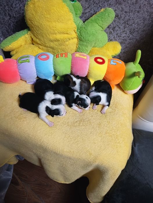 Бронь. Чихуахуа.