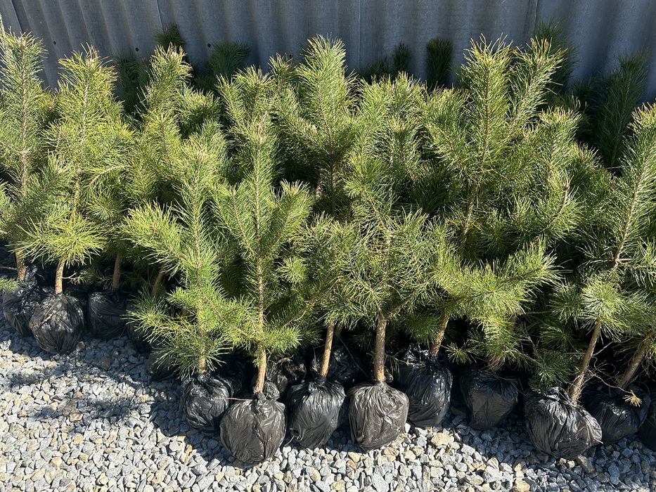 Саженцы сосен, саженцы Кримской сосни, разних размеров.