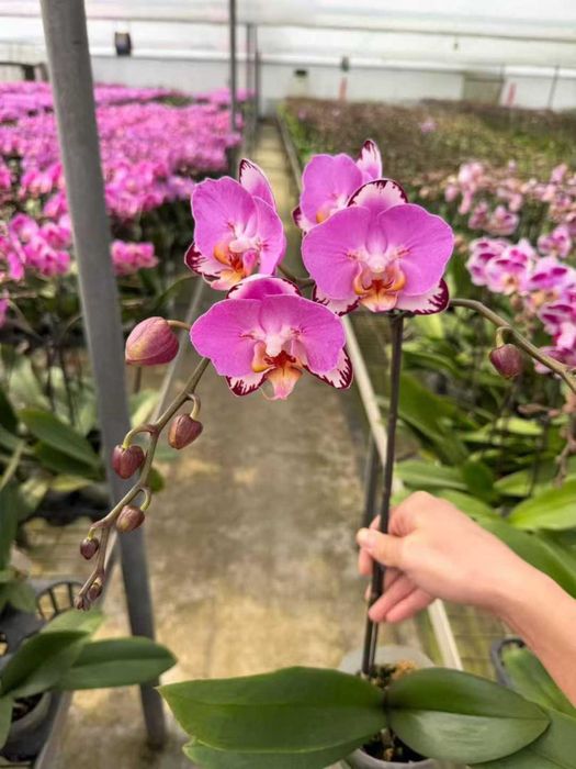 Phalaenopsis Strawberry Chocolate (орхідея метелик)
