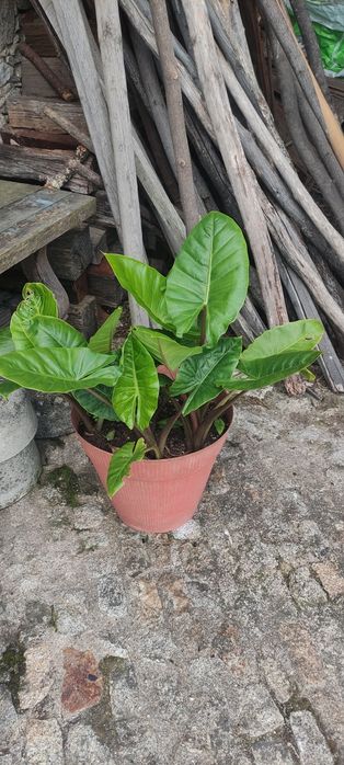 Orelha de elefante, alocasia macroriza
