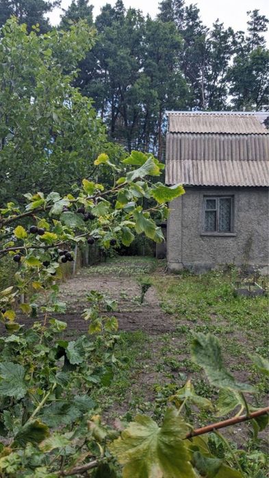 Продам дачу біля лісу садове товариство «Горизонт»