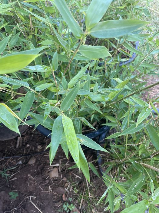 Vaso grande de bambu