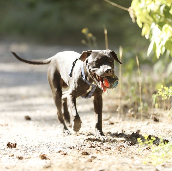 Американський пітбультер'єр.Пітбуль. Pitbull