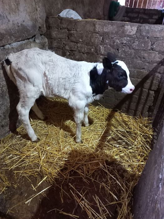 Продамо теля теличку