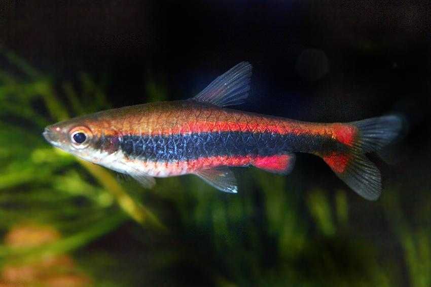 Drobnoustek Beckforda - Nannostomus beckfordi - dowóz, wysyłka