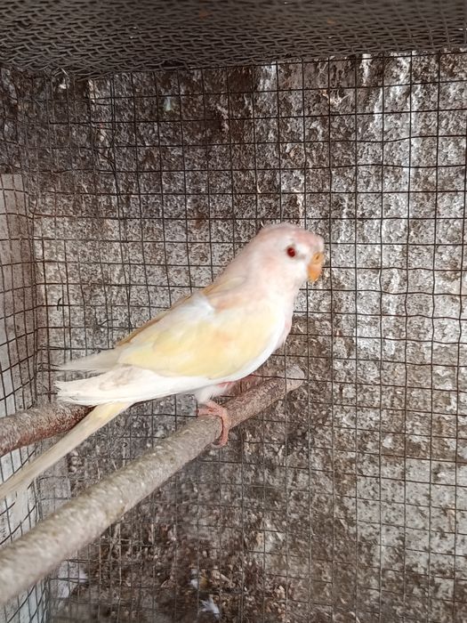 Um casal de Forpus, Bourkes, Kakarikis, Forpus