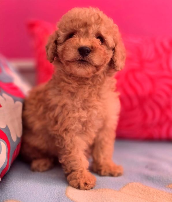 Suczka mini goldendoodle