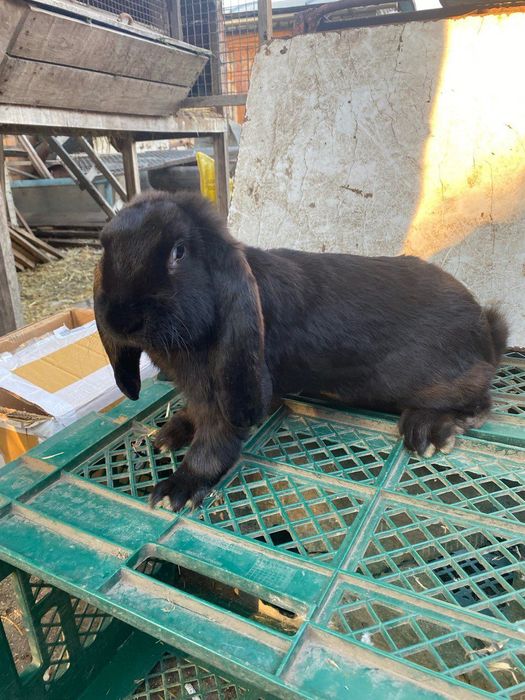 Продам кролі. Шиншила, французький баран