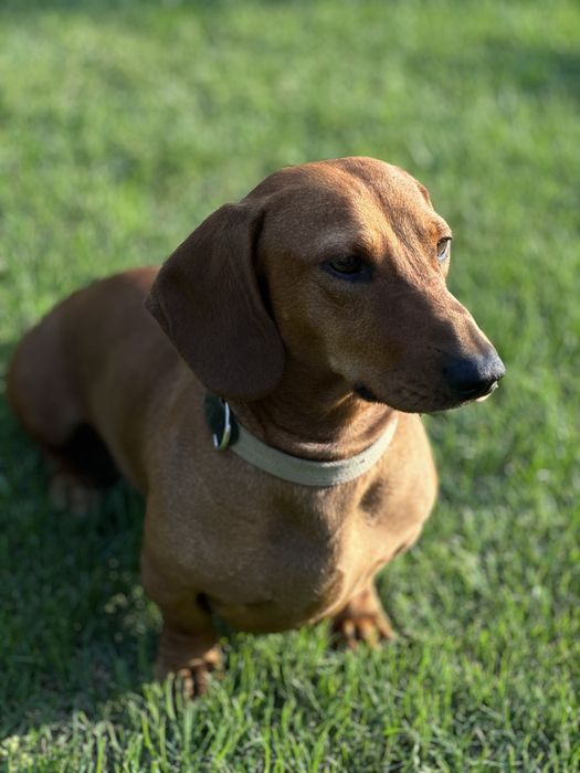 Такса хлопчик для вʼязки