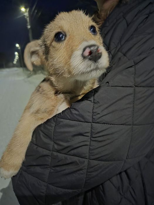 Цуценята в добрі руки