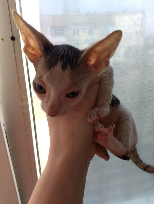 Канадський сфінкс