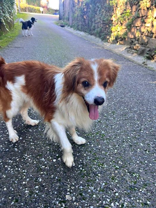 O Black e Pantufa procuram um novo lar