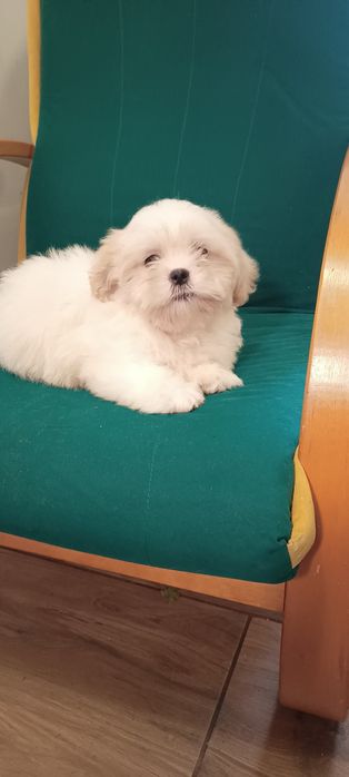 Mal shi, maltańczyk, shih tzu, komplet szczepień