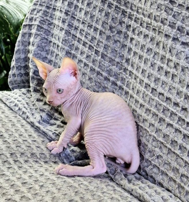 Sfinks Kanadyjski kocurek