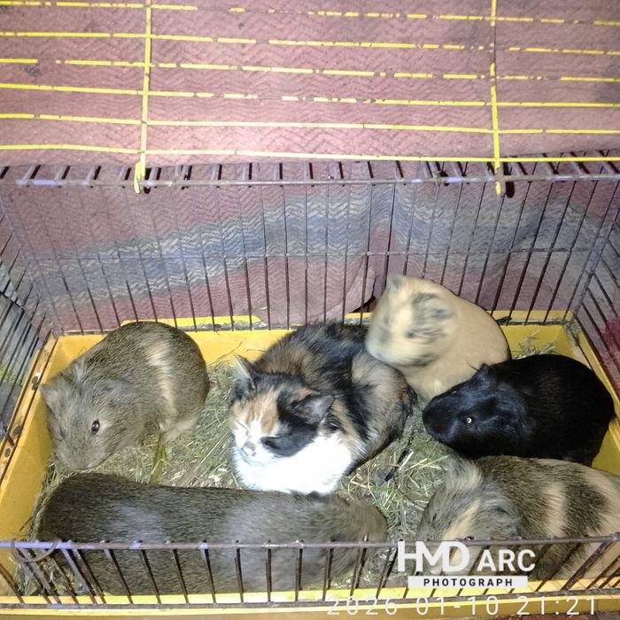 Продаю морську свинку девочки за 250 грн Львівська область стара забор