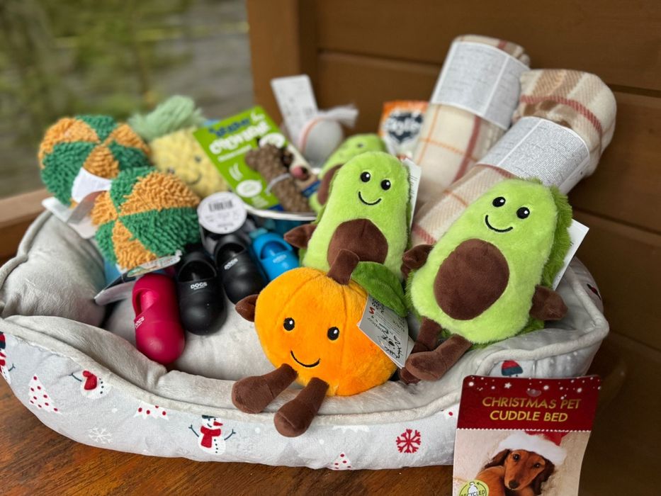 Jamnik krótkowłosy miniaturowy rodowód