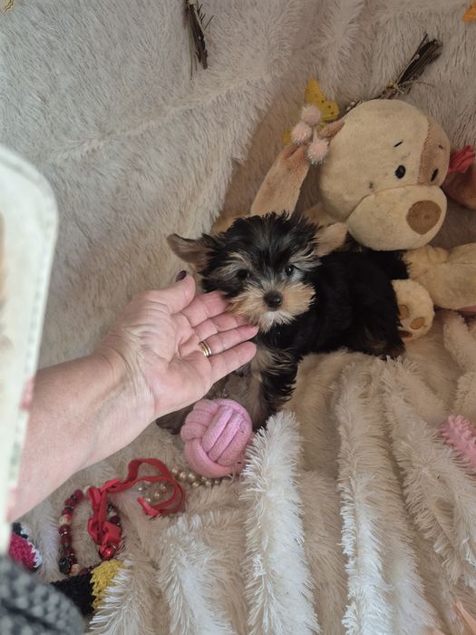 Yorkshire Terrier Macho  Miniatura Criadora Registada PT3088FL