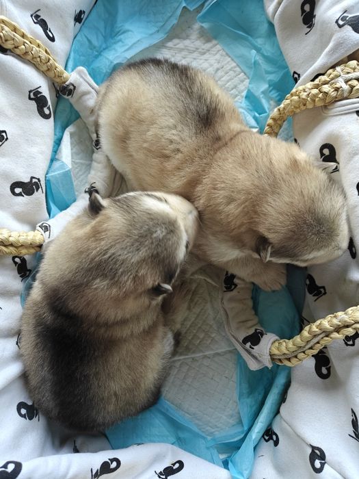 Alaskan Malamute