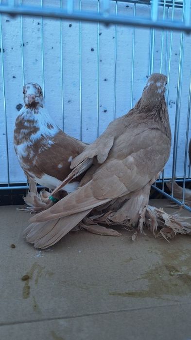 Gołębie Wydymy żółte