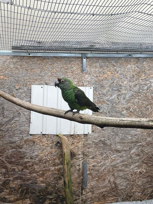 Papagaio Jardine gulielmi