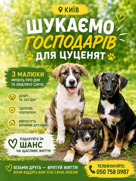 Київ,чудові цуценята,на прилаштування