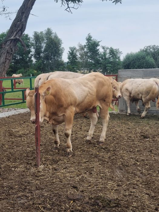 Bydło Blonde d'aquitaine