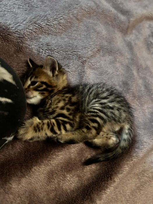 Бенгальские котята