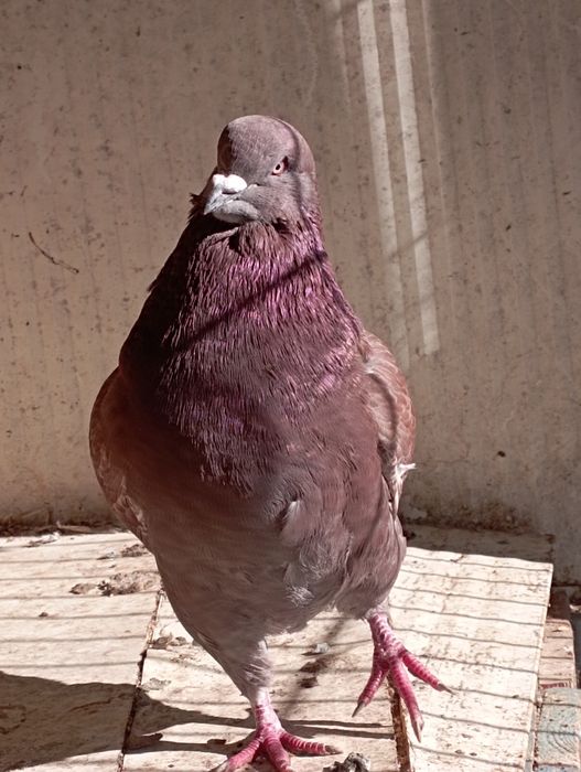 Pombo Rei Gigante