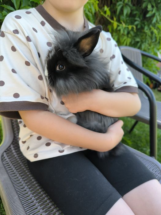 Króliczki karzełki mini króliki miniaturki