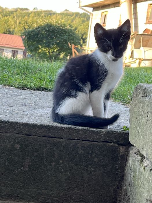 debica odrobaczone kocurki do adopcji