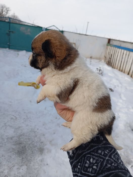 Пикинес  дівчинка