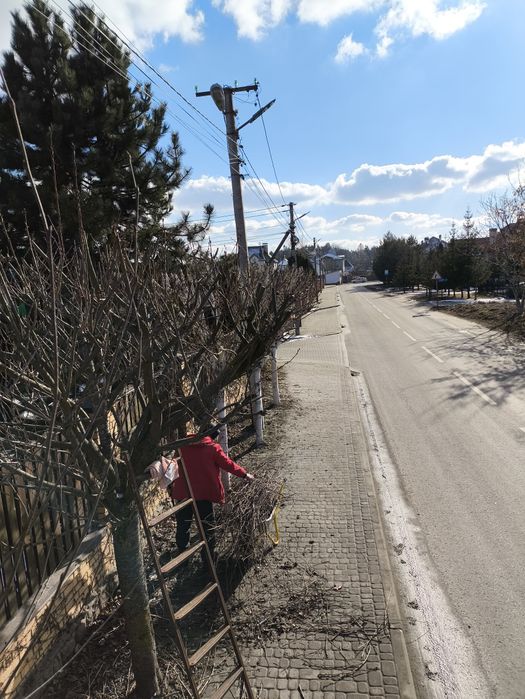 Порізка дерев, в приватному секторі.