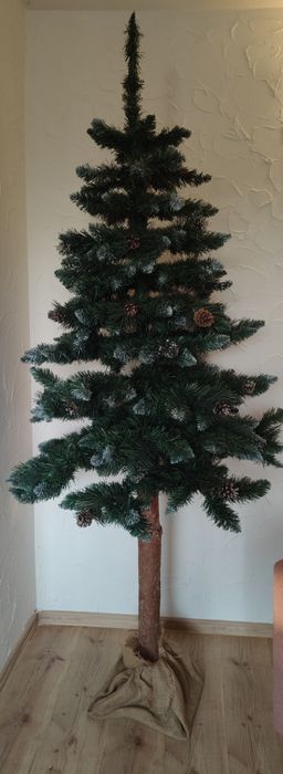 Choinka na pniu  210 cm