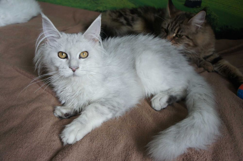 kotka Maine Coon  -FPL  bardzo jasne srebro - ojciec shaded - 6 mes.