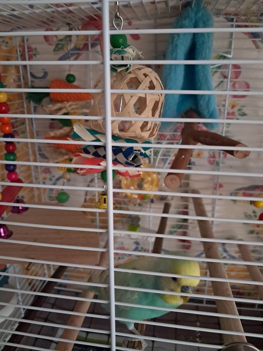 Periquito jovem procura novo lar