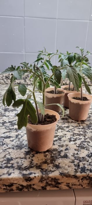 Mudas (pés) tomate valenciano