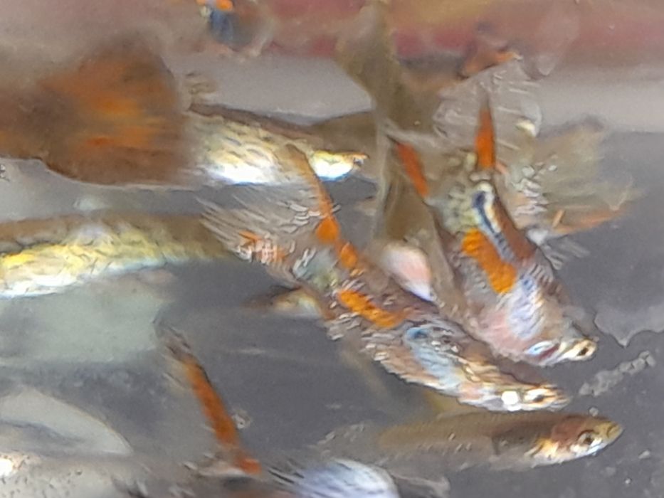 Продж акваріумних рибок гуппі опром і в роздріб