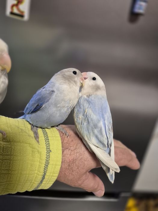 Agapornis domesticados muito meiguinhos
