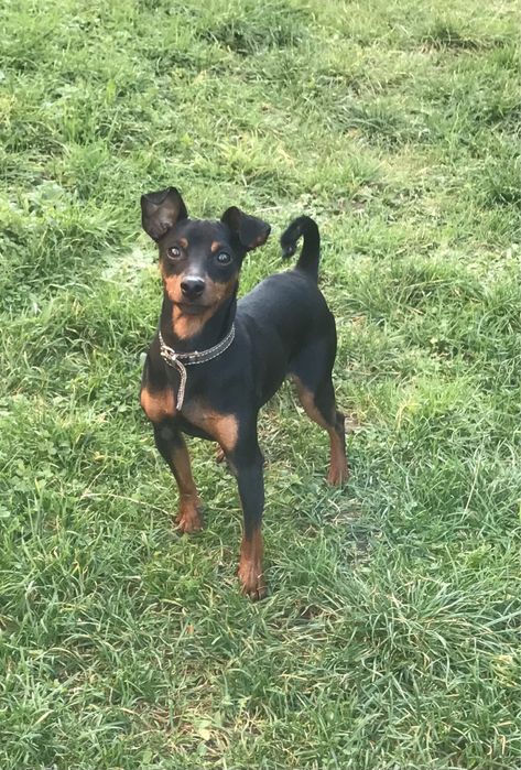 В'язка цвергпінчера