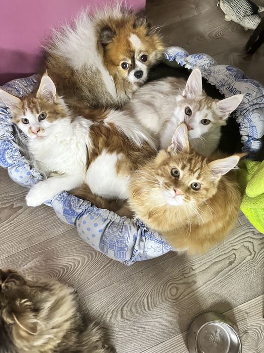 Мейн кун Львів кошенята