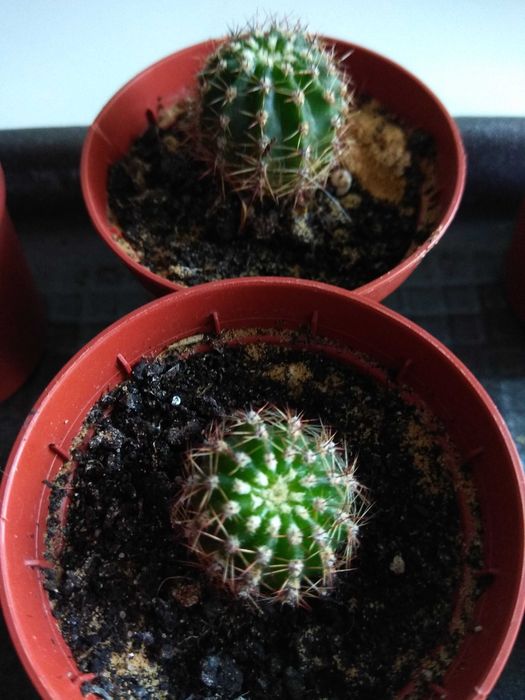 Кактус ехінопсис.