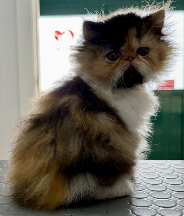 Gata Persa Fêmea Top. Muito meiga