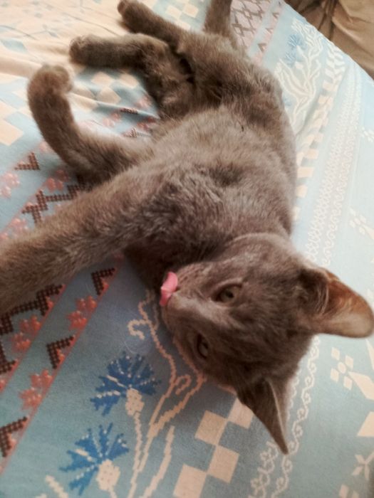 ТЕРМІНОВО!! Віддам в добрі руки кошеня