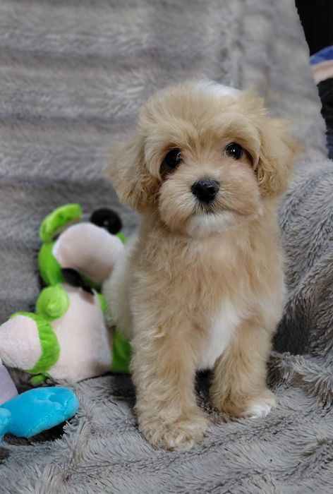 Мальтіпу ф1 малюки