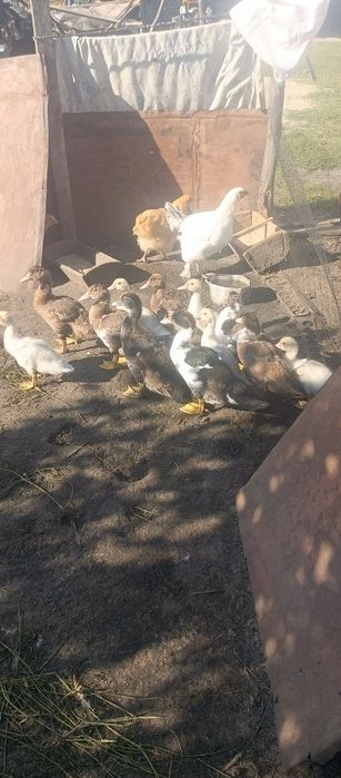 Продам індо каченята