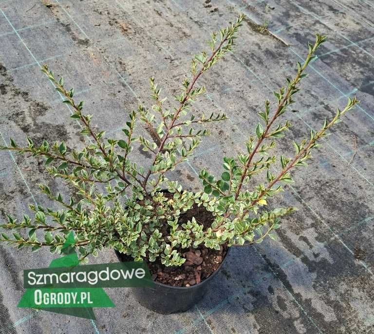 Irga purpurowa VARIEGATUS sadzonka C2 WYSYŁKA
