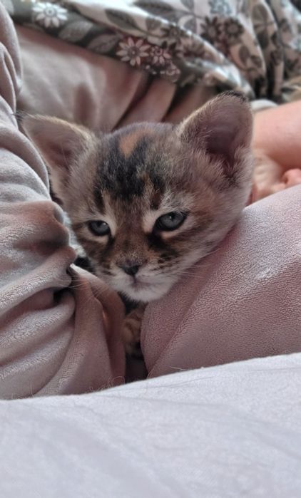 Maine Coon Kotka Na Kolanka