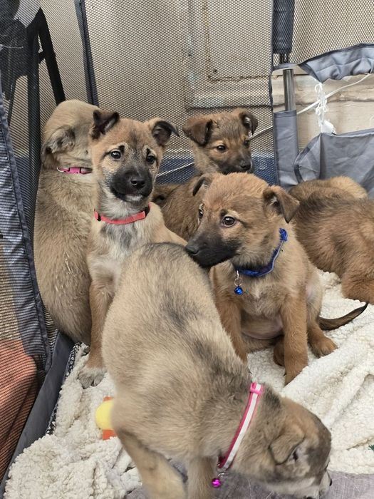 Ручні ніжні цуценята шукають родини